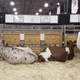 Illustration for article titled Cows at the Fair - Im Famous and Exhausted